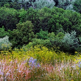 Frühlingsfoto von Czeslaw Gorski-005_eine-farbenfrohe-lichtung-vor-dem-hintergrund-des-waldes