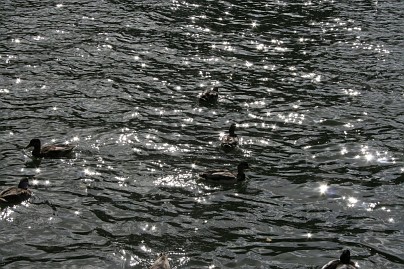 Frühlingsfoto von Czeslaw Gorski-008_enten-auf-dem-schimmernden-wasser