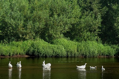 Frühlingsfoto von Czeslaw Gorski-009_enten-baden-im-fluss