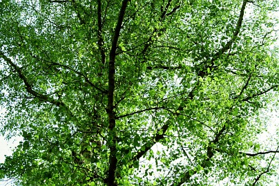 Frühlingsfoto von Czeslaw Gorski-010_feine-gruene-blaetter-am-baum