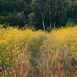 Frühlingsfoto von Czeslaw Gorski-012_gelbe-blumen-auf-einer-waldlichtung