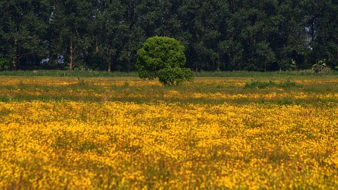 Frühlingsfoto von Czeslaw Gorski-013_gelbe-wiese-auf-dem-hintergrund-des-waldes