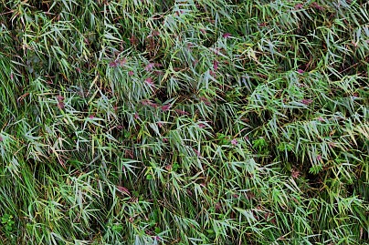 Frühlingsfoto von Czeslaw Gorski-014_grasblaetter-und-schilf-im-wind