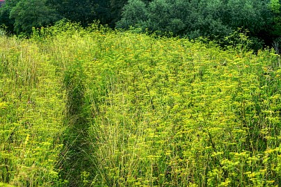 Frühlingsfoto von Czeslaw Gorski-015_gruene-lichtung