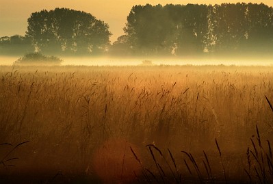 Frühlingsfoto von Czeslaw Gorski-018_leichter-nebel-ueber-der-wiese,-baeumen-im-hintergrund