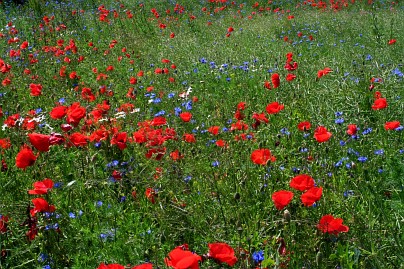 Frühlingsfoto von Czeslaw Gorski-021_mohn-und-kornblumen-auf-einer-gruenen-wiese