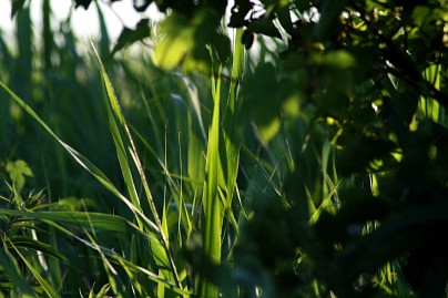 Frühlingsfoto von Czeslaw Gorski-023_pflanzen-im-wald