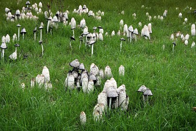 Frühlingsfoto von Czeslaw Gorski-024_pilze-auf-der-lichtung
