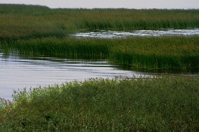 Frühlingsfoto von Czeslaw Gorski-030_schilf-bedeckte-ufer-des-ttettiner-haffs