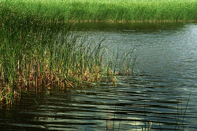 Frühlingsfoto von Czeslaw Gorski-032_schilf-im-see