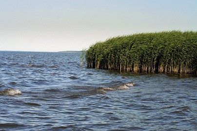 Frühlingsfoto von Czeslaw Gorski-033_schilf-im-wasser-bei-ueckermuende