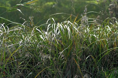 Frühlingsfoto von Czeslaw Gorski-034_schilf-und-andere-graeser