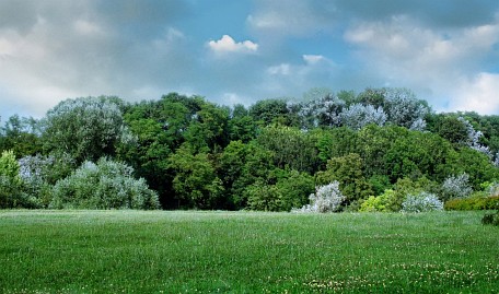 Frühlingsfoto von Czeslaw Gorski-035_sommerbueschel-gruener-weiden