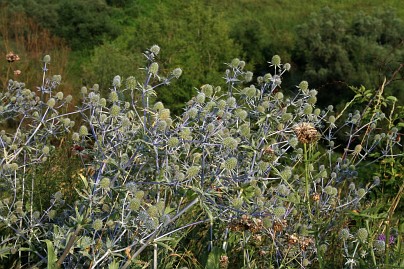 Frühlingsfoto von Czeslaw Gorski-036_sommerdisteln