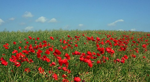 Frühlingsfoto von Czeslaw Gorski-037_sommer-mohnblumen-in-gruener-koernung