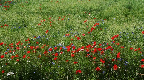 Frühlingsfoto von Czeslaw Gorski-040_sommerwiese-mit-mohn-und-kornblumen