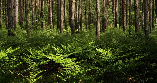 Frühlingsfoto von Czeslaw Gorski-044_sonniger-wald-mit-farnen
