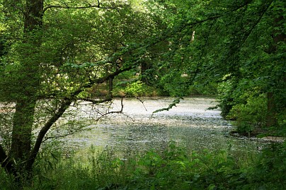 Frühlingsfoto von Czeslaw Gorski-047_teich-im-wald