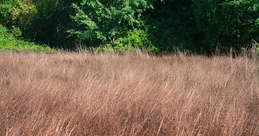 Frühlingsfoto von Czeslaw Gorski-048_trockenes-sommergras-auf-dem-hintergrund-des-waldes