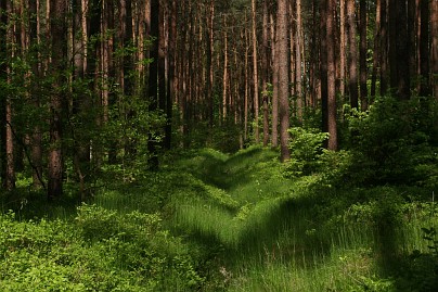 Frühlingsfoto von Czeslaw Gorski-049_ueberwucherter-weg-im-wald