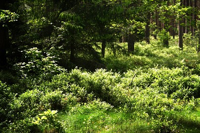 Frühlingsfoto von Czeslaw Gorski-052_waldlichtung-in-der-sonne