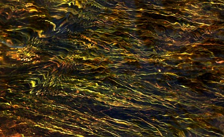 Frühlingsfoto von Czeslaw Gorski-054_wassergras-in-der-funkelnden-sonne