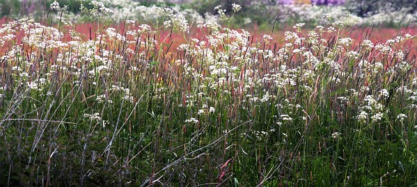 Frühlingsfoto von Czeslaw Gorski-055_weisse-und-rosa-wiesenblumen