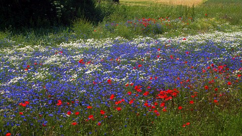 Frühlingsfoto von Czeslaw Gorski-059_wilde-karotten,-mohn-und-kornblumen-auf-der-wiese