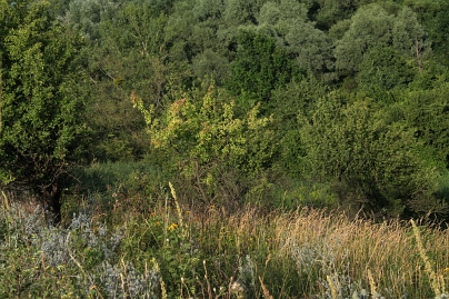 Sommer Foto von Czeslaw Gorski-066_buschwand