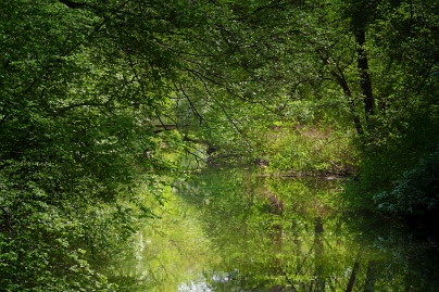Sommer Foto von Czeslaw Gorski-067_buschwerk-am-wasser