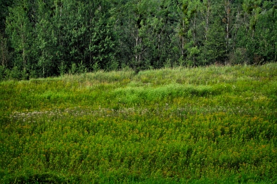 Sommer Foto von Czeslaw Gorski-070_der-wald-hinter-der-wiese