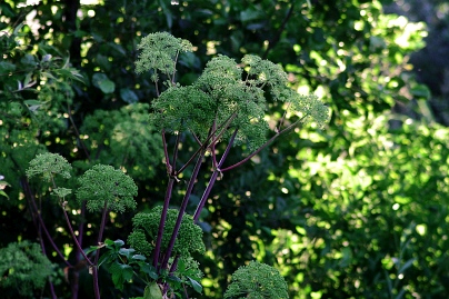 Sommer Foto von Czeslaw Gorski-079_kopernikus-im-garten
