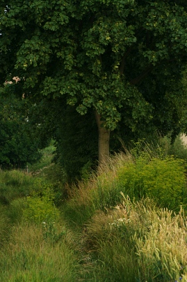 Sommer Foto von Czeslaw Gorski-081_pfad-im-dichten-gruen