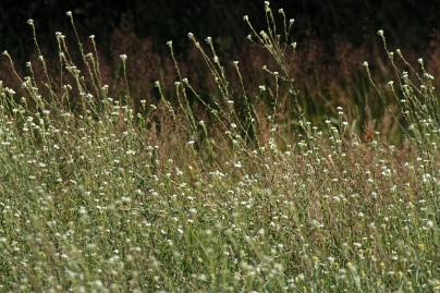 Sommer Foto von Czeslaw Gorski-082_sommerwiese