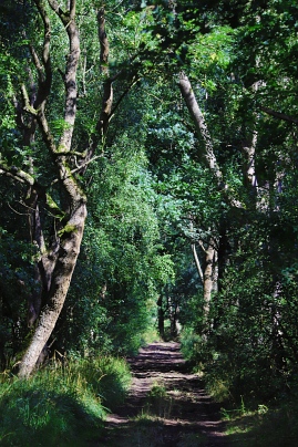 Sommer Foto von Czeslaw Gorski-085_waldweg-im-heissen-sommer