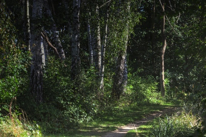 Sommer Foto von Czeslaw Gorski-086_waldweg-in-der-sommerhitze