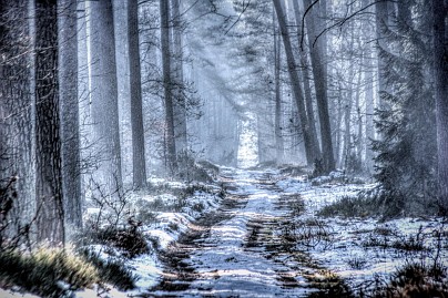 Winterfoto von Czeslaw Gorski-005_ein-nebliger,-frostiger-wald