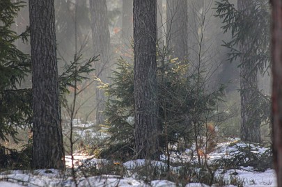 Winterfoto von Czeslaw Gorski-006_ein-nebliger,-frostiger-wald-2