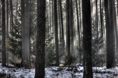 Winterfoto von Czeslaw Gorski-007_ein-nebliger,-frostiger-wald-3