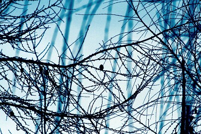 Winterfoto von Czeslaw Gorski-016_gefrorene-zweige