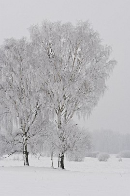 Winterfoto von Czeslaw Gorski-023_schneebedeckte-baeume-auf-der-wiese