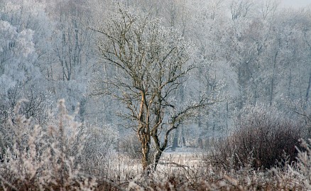 Winterfoto von Czeslaw Gorski-024_schneebedeckte-buesche-und-ein-baum