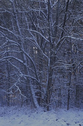Winterfoto von Czeslaw Gorski-031_verschneiter-wald-am-abend