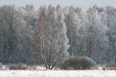 Winterfoto von Czeslaw Gorski-032_verschneite-waldwand