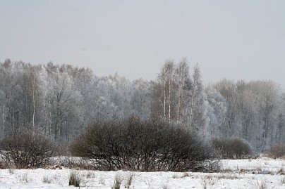 Winterfoto von Czeslaw Gorski-033_verschneite-waldwand-und-buesche