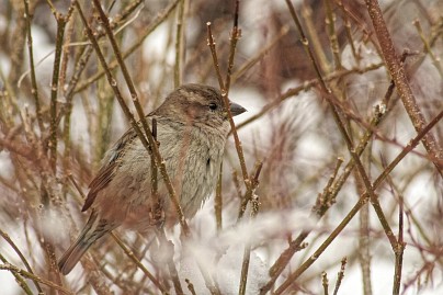 Winterfoto von Czeslaw Gorski-034_winter,-schnee,-busch,-winterschneebusch,-ein-spatz-sitzt-auf-einem-ast