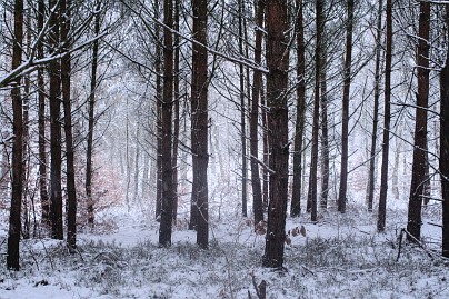 Winterfoto von Czeslaw Gorski-036_winter-im-wald