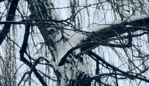 Winterfoto von Czeslaw Gorski-046_zweige-mit-schnee-bedeckt