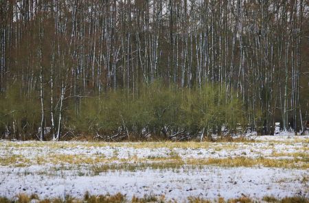 Winterfoto von Czeslaw Gorski-047_waldrand-schnee-auf-dem-feld