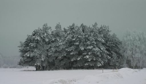 Winterfoto von Czeslaw Gorski-048_kiefern-auf-einem-schneebedeckten-feld